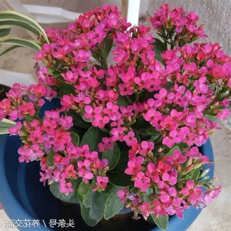 長壽花 室內